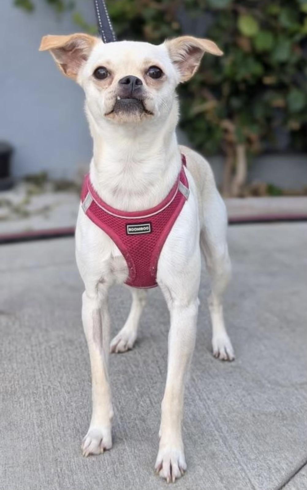Mandy, a Adoptable mixed breed in Los Angeles, CA image 6/6