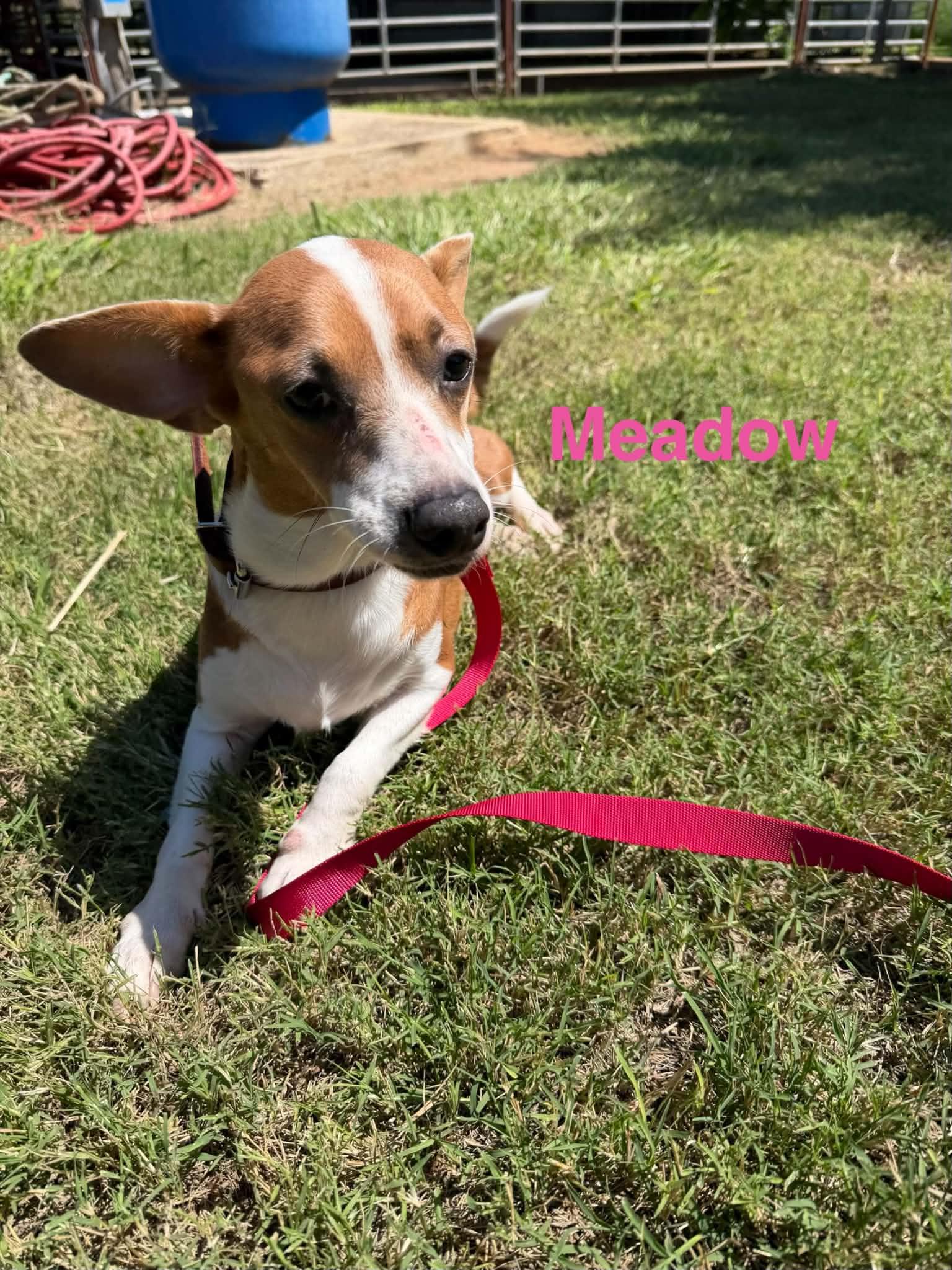 Meadow, ADOPTABLE, Young Female Corgi & Terrier.