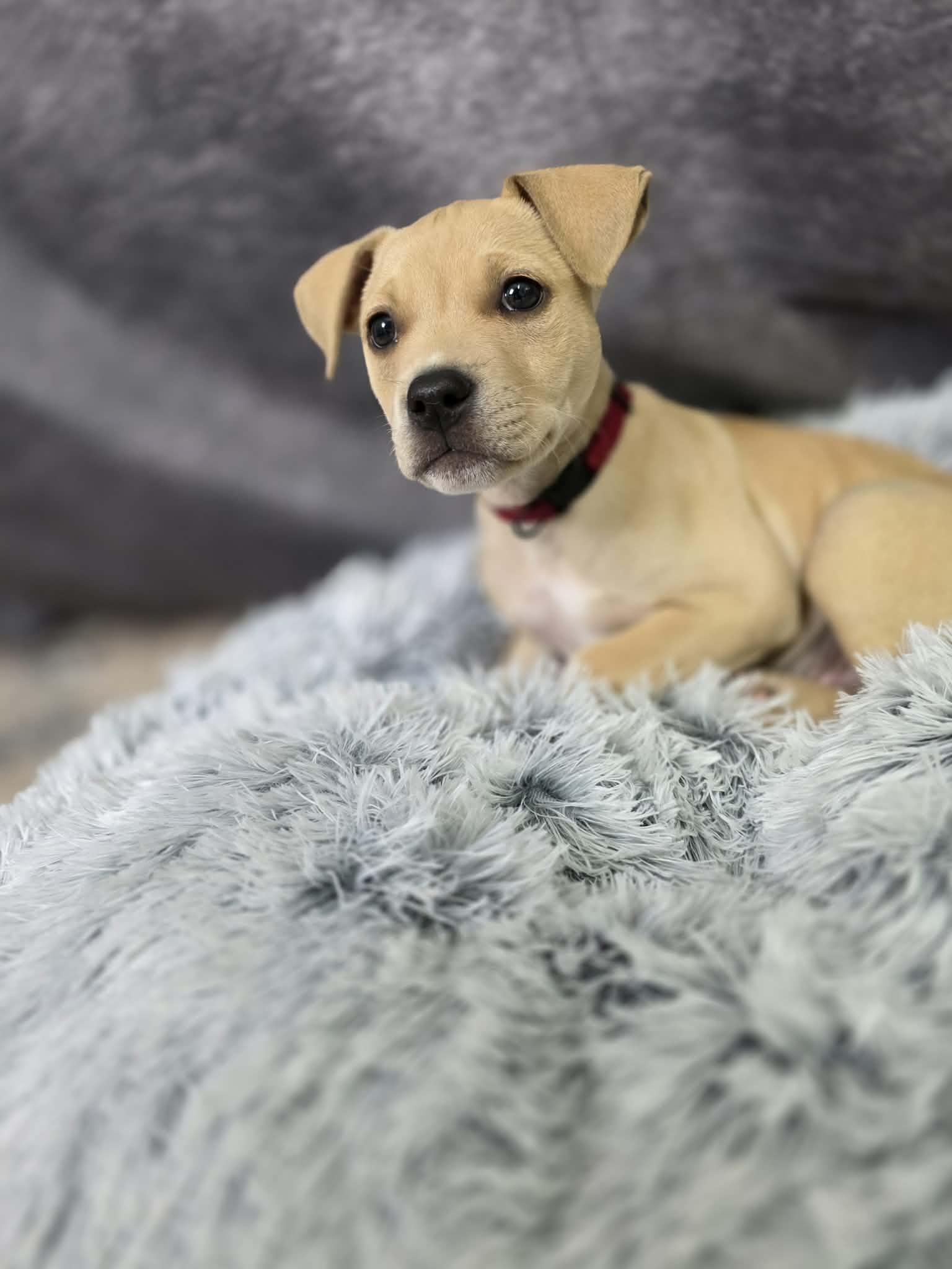 Enlarge Bruno, an adopted mixed breed in Harrodsburg, KY image 3/6