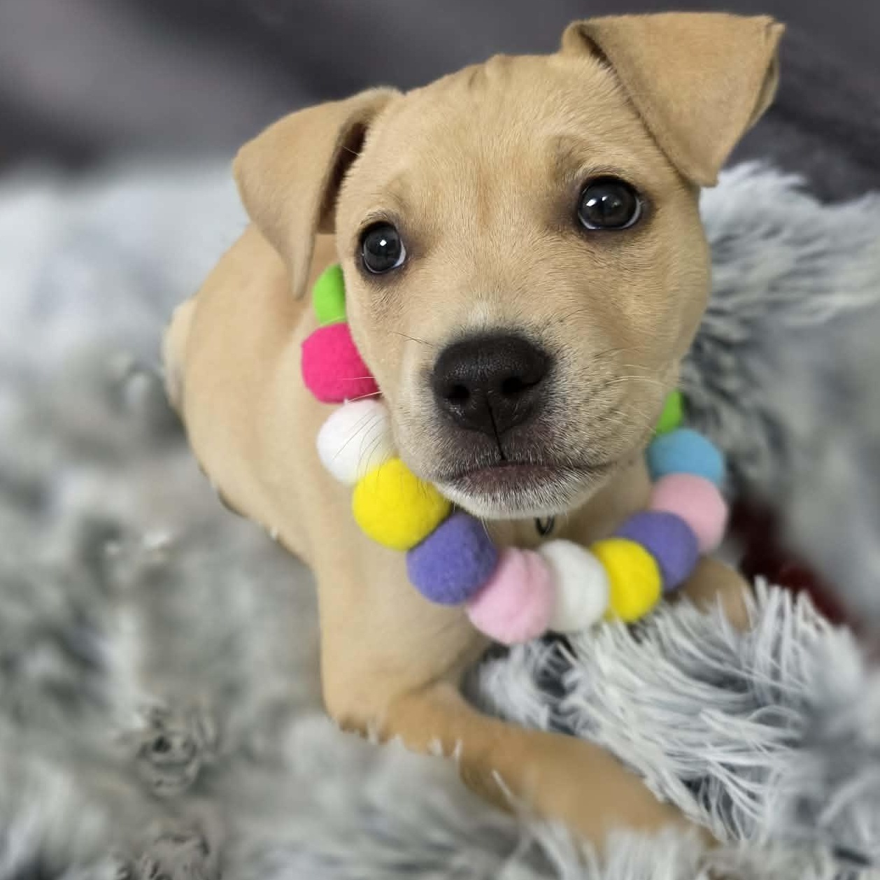 Bruno, adopted, Puppy Male Mixed Breed.
