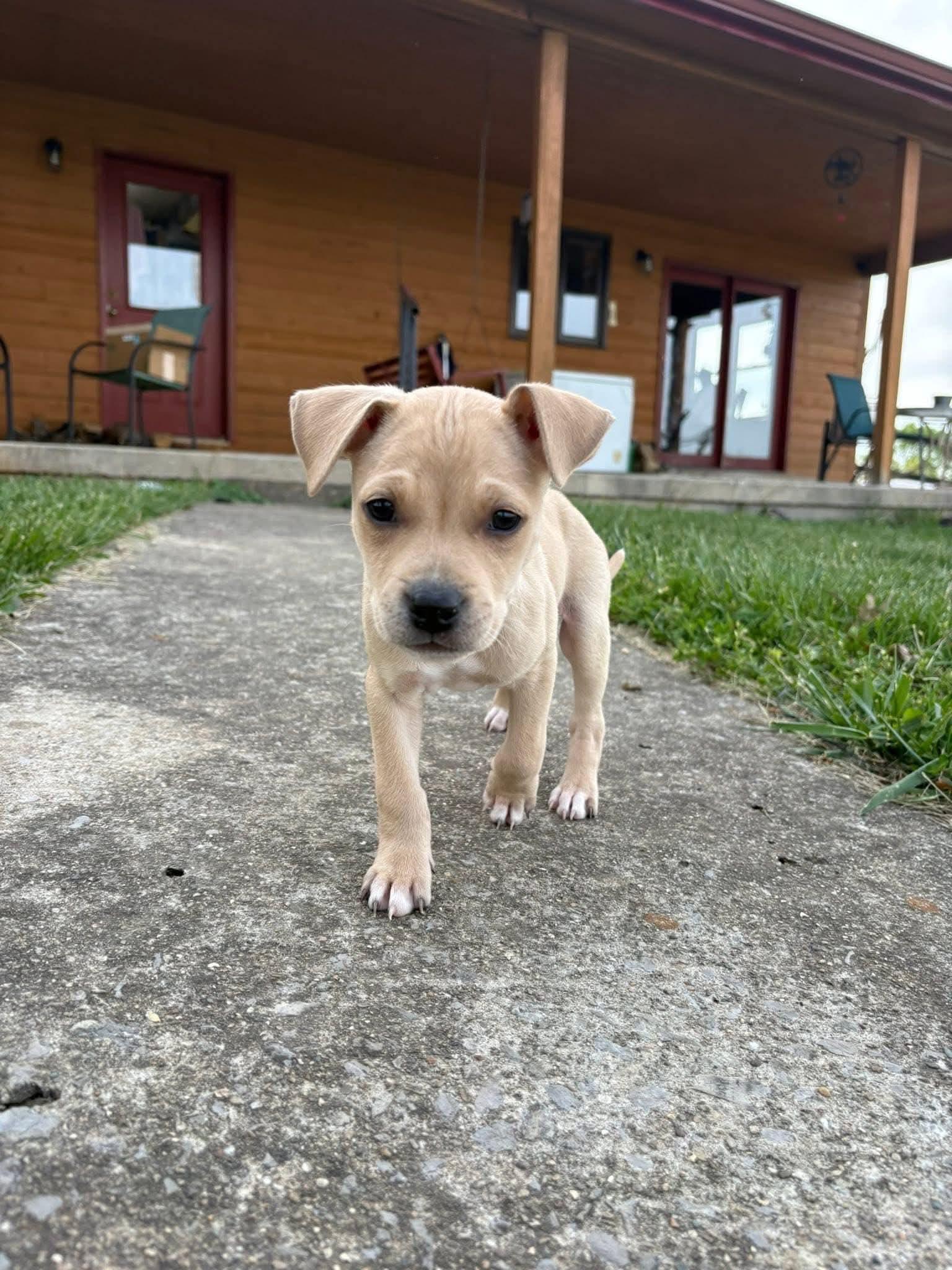 Enlarge Bruno, an adopted mixed breed in Harrodsburg, KY image 5/6