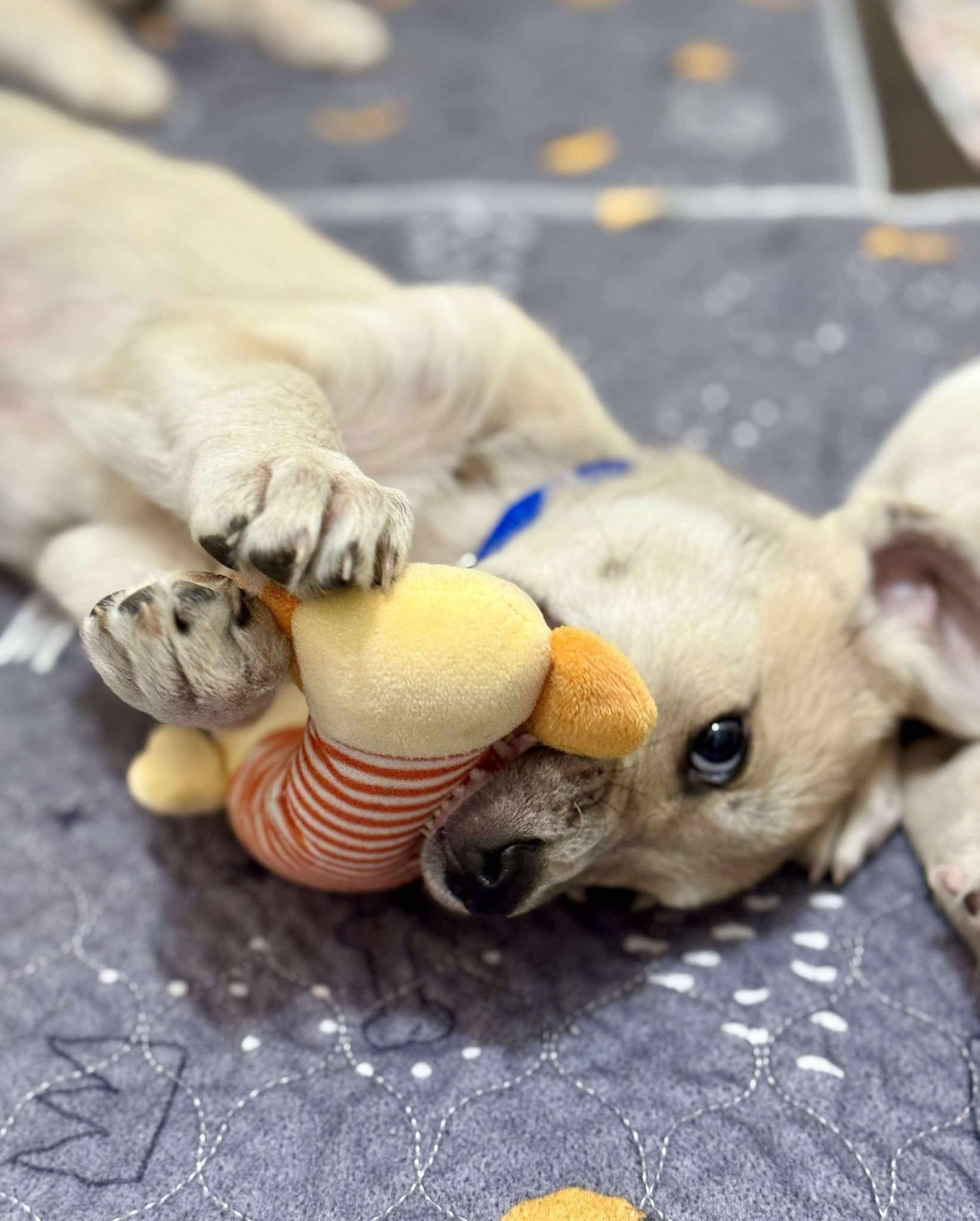 Wolvie, a Adoptable mixed breed in Kiowa, OK image 1/6