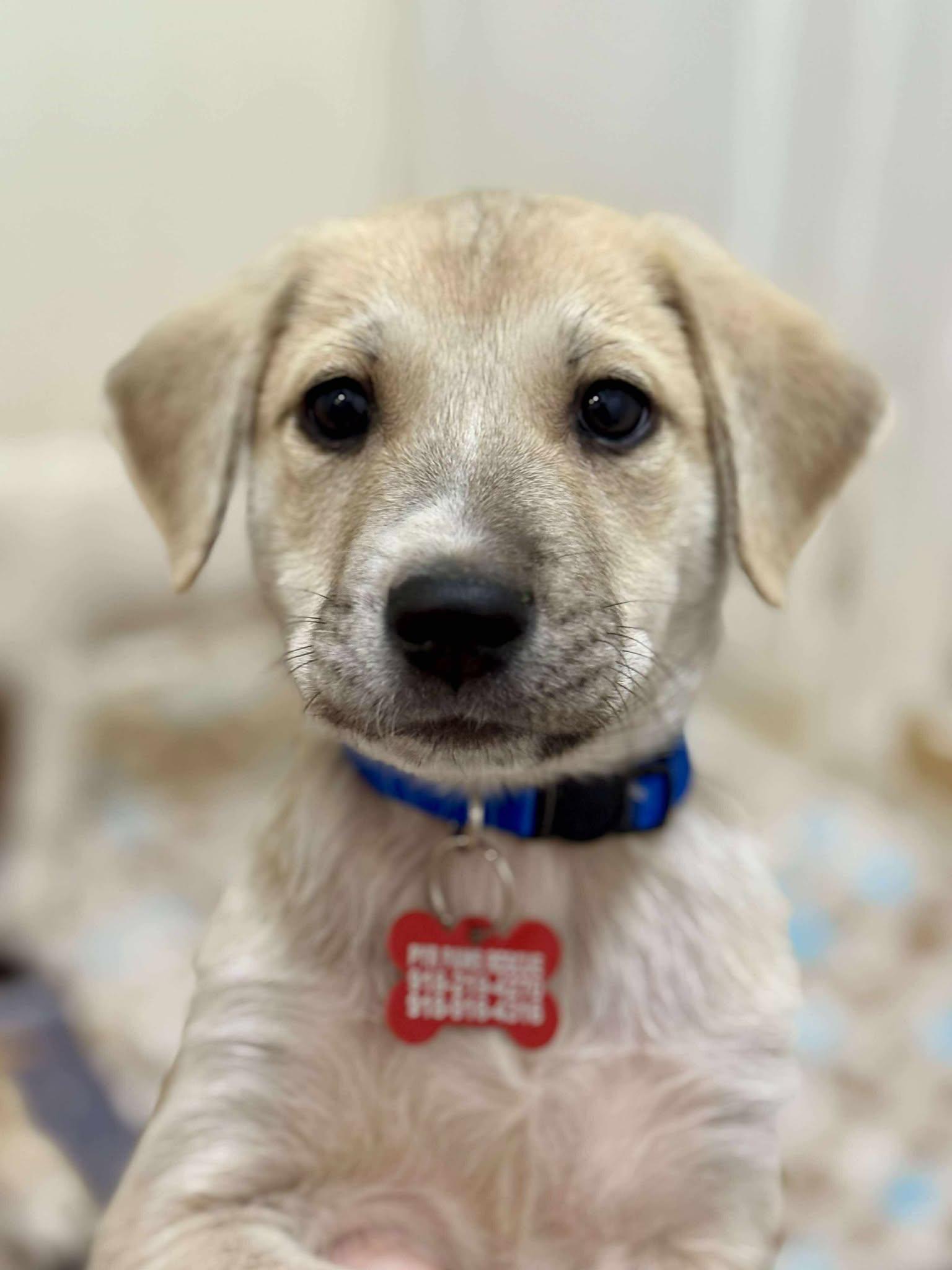 Wolvie, a Adoptable mixed breed in Kiowa, OK image 3/6