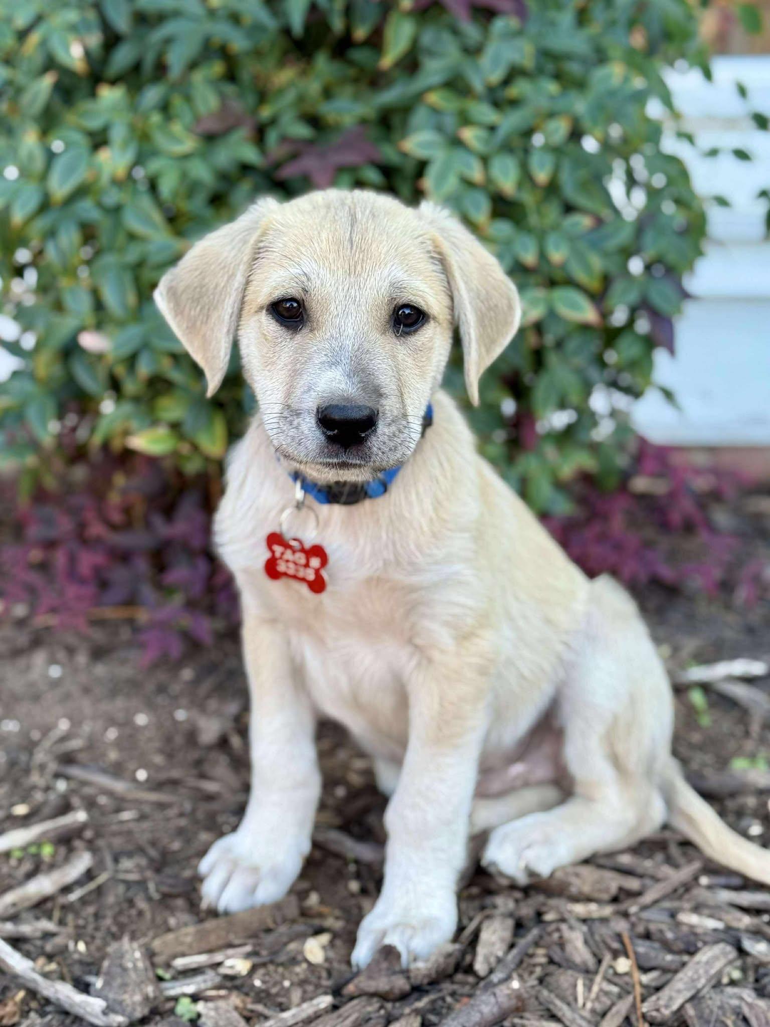 Wolvie, a Adoptable mixed breed in Kiowa, OK image 4/6