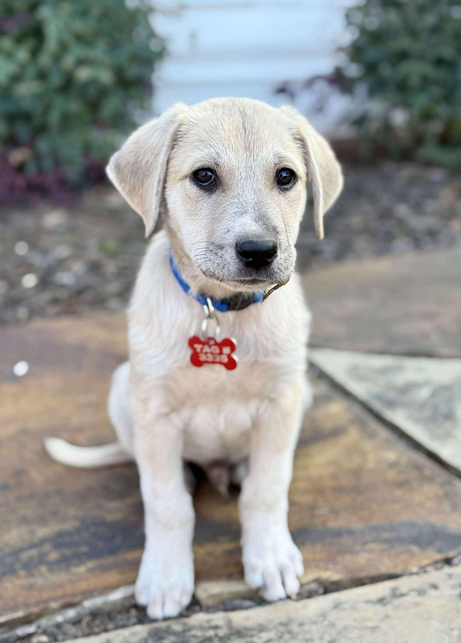 Wolvie, a Adoptable mixed breed in Kiowa, OK image 5/6