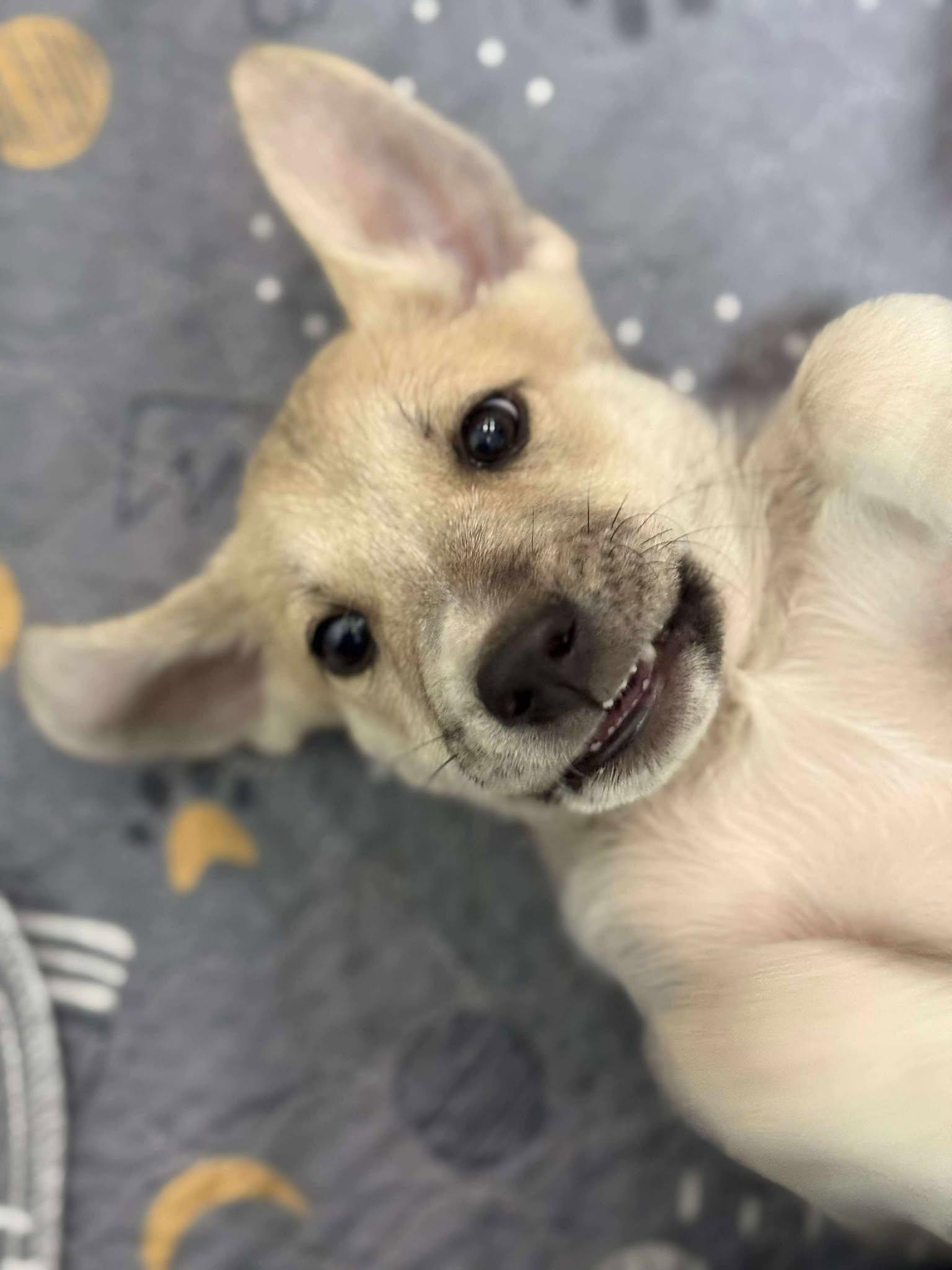 Wolvie, a Adoptable mixed breed in Kiowa, OK image 6/6