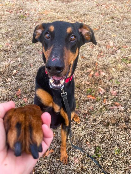 Bandit, Adoptable, Adult Male Doberman Pinscher & Mixed Breed.
