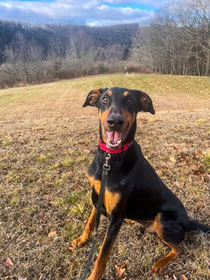 Bandit, a Adoptable mixed breed in Bloomsburg, PA image 2/3