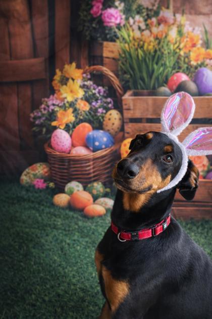 Bandit, a Adoptable mixed breed in Bloomsburg, PA image 3/3