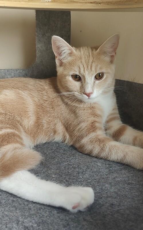 Enlarge Savannah, a Adoptable Domestic Short Hair in North Babylon, NY image 1/4