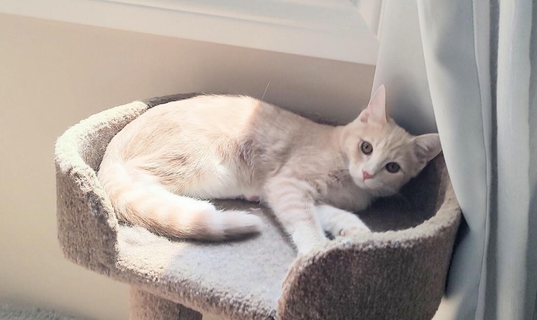 Enlarge Savannah, a Adoptable Domestic Short Hair in North Babylon, NY image 2/4
