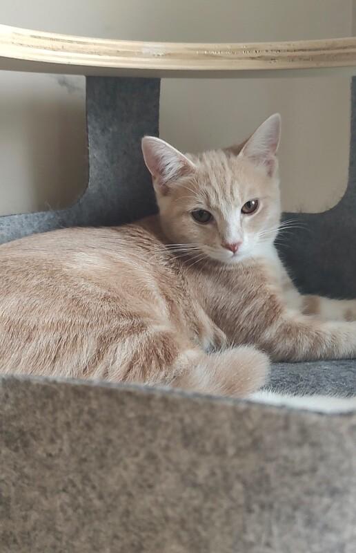 Enlarge Savannah, a Adoptable Domestic Short Hair in North Babylon, NY image 3/4