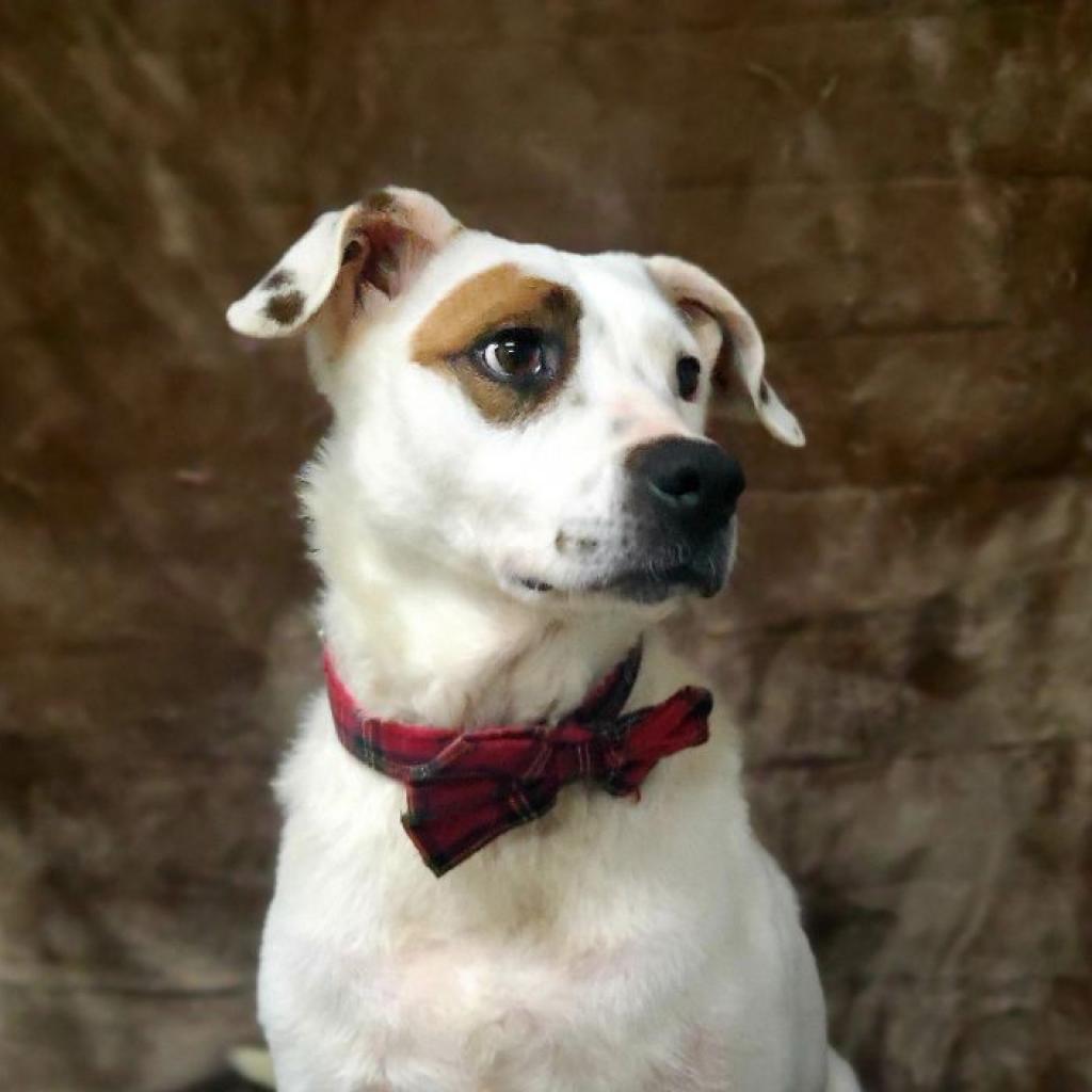 Enlarge Shane, a Adoptable Pit Bull Terrier in Springfield, MO image 5/6