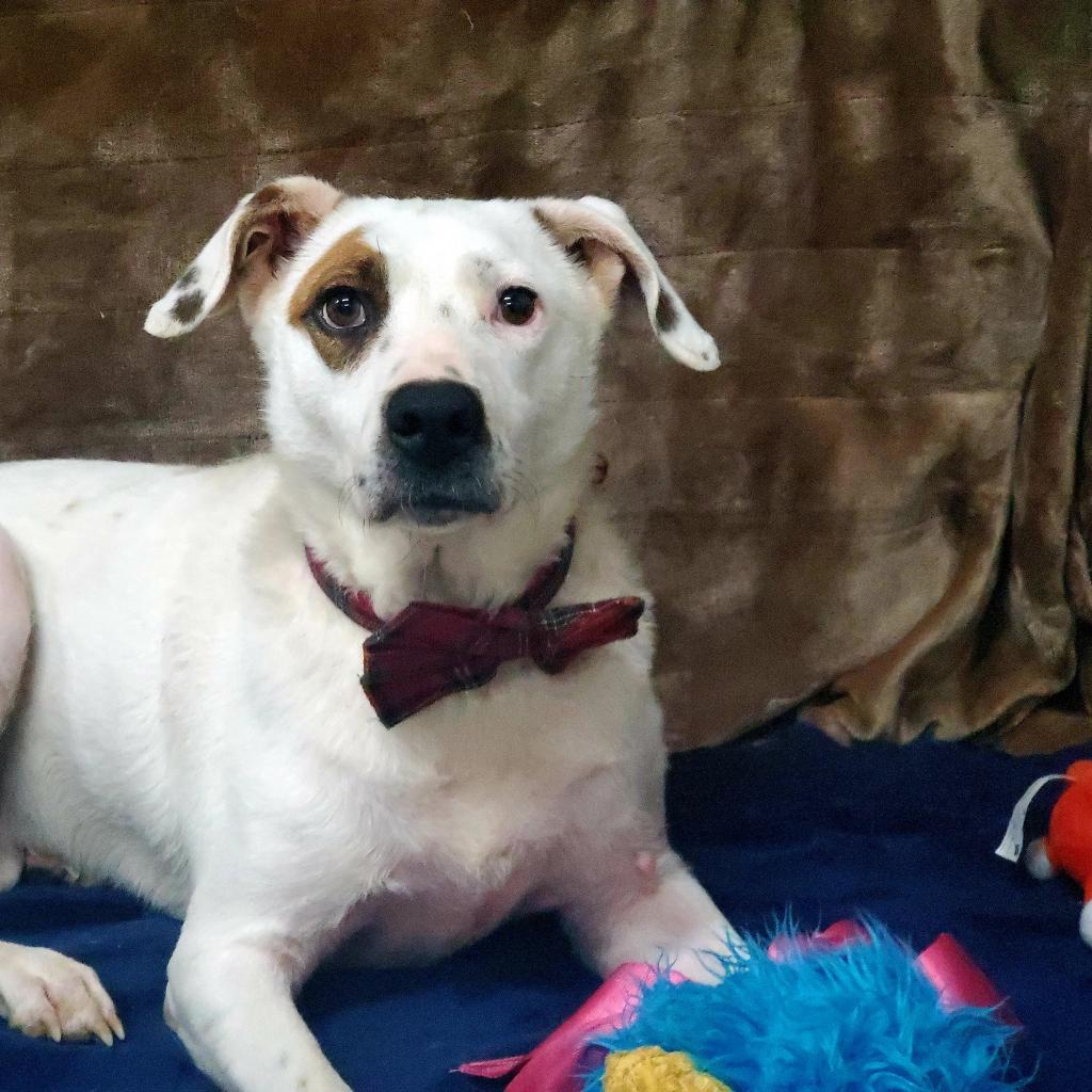 Enlarge Shane, a Adoptable Pit Bull Terrier in Springfield, MO image 6/6