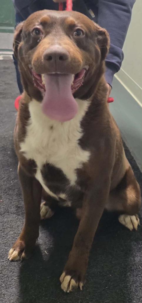 Fred, Adoptable, Adult Male Chocolate Labrador Retriever & Australian Shepherd.
