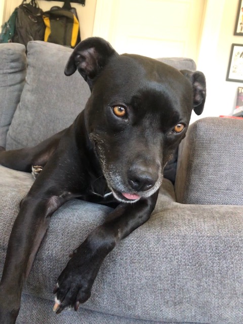 Lizard, Adoptable, Adult Female American Staffordshire Terrier.