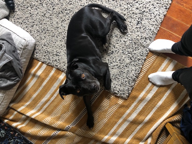 Lizard, a Adoptable American Staffordshire Terrier in Berkeley, CA image 2/4