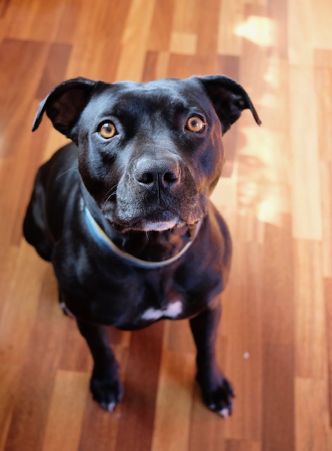 Lizard, a Adoptable American Staffordshire Terrier in Berkeley, CA image 3/4