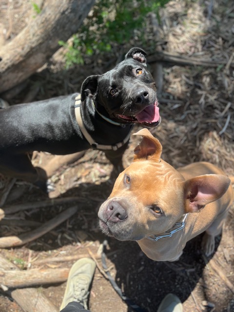 Lizard, a Adoptable American Staffordshire Terrier in Berkeley, CA image 4/4