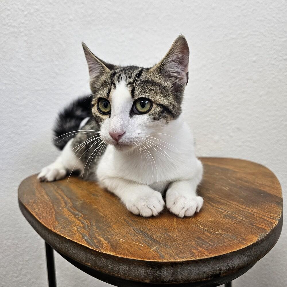 Enlarge Thursday, a Adoptable mixed breed in Spokane , WA image 1/1