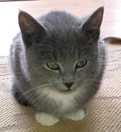 Josh, Adoptable, Kitten Male Domestic Short Hair & Domestic Short Hair.