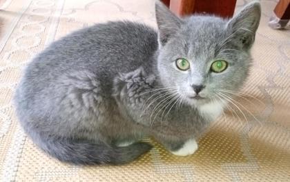 Josh, a Adoptable mixed breed in Wilkesboro, NC image 2/2