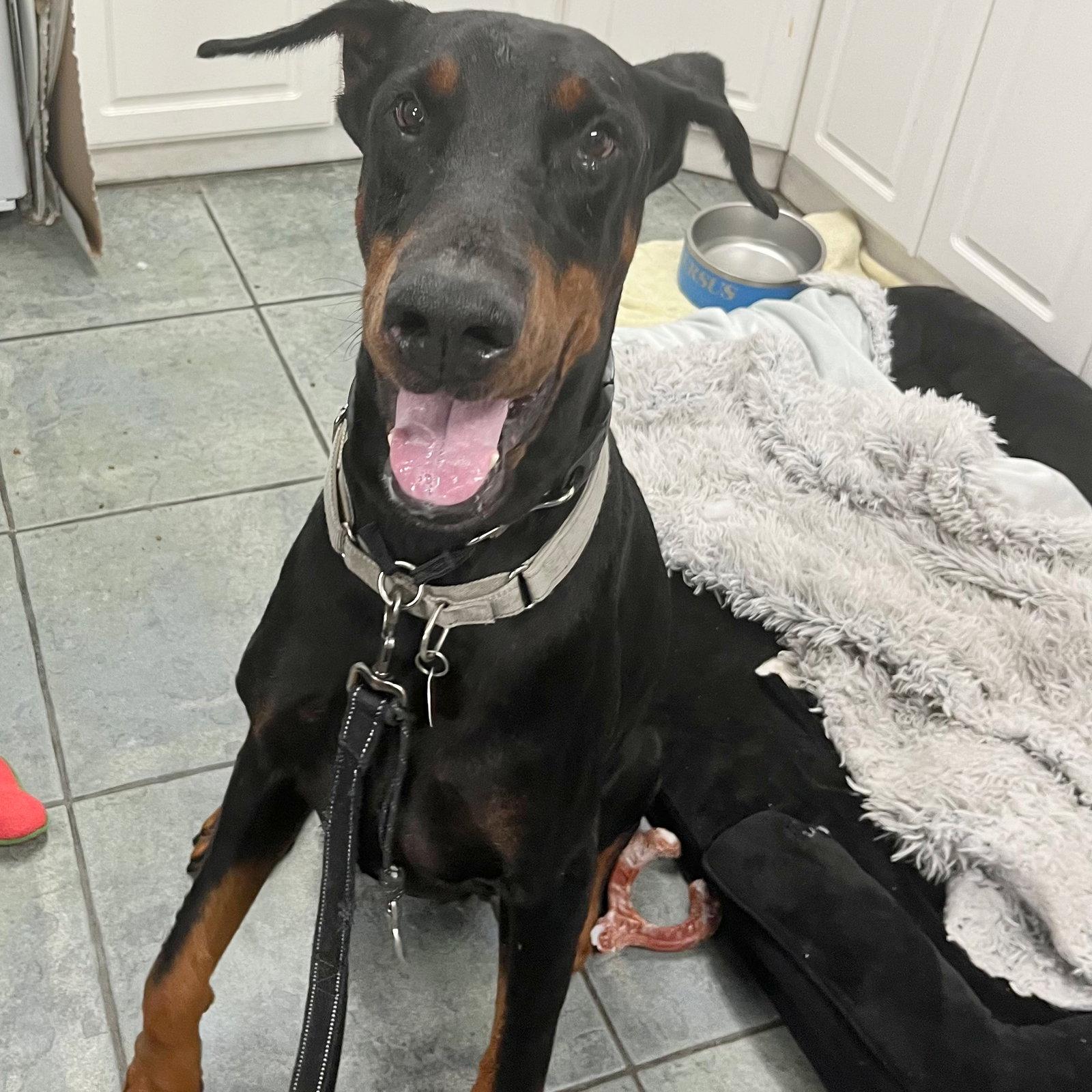 Magnum 3593, Adoptable, Young Male Doberman Pinscher.