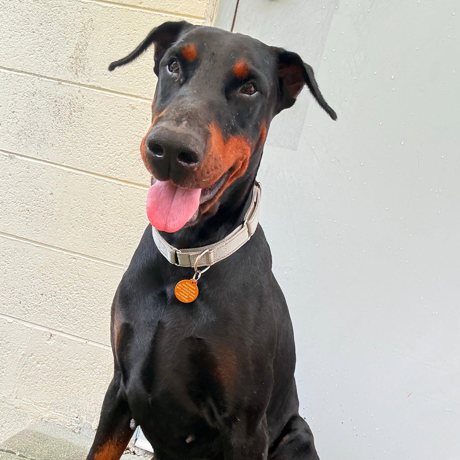 Magnum 3593, Adoptable, Young Male Doberman Pinscher.