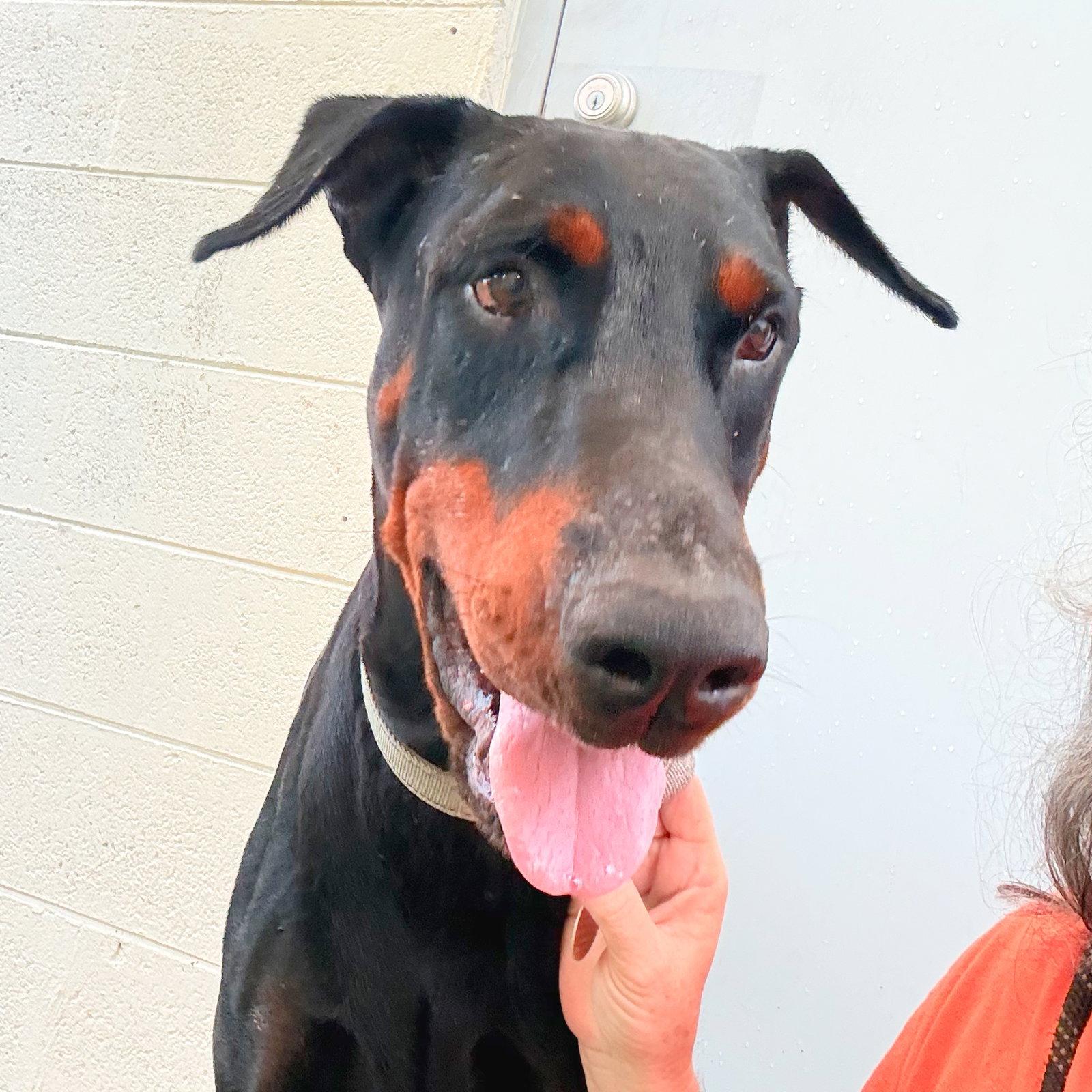 Enlarge Magnum 3593, a Adoptable Doberman Pinscher in Oakland Park, FL image 2/3