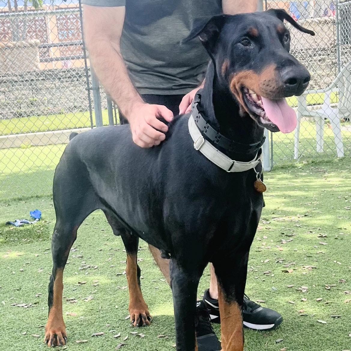 Enlarge Magnum 3593, a Adoptable Doberman Pinscher in Oakland Park, FL image 2/3