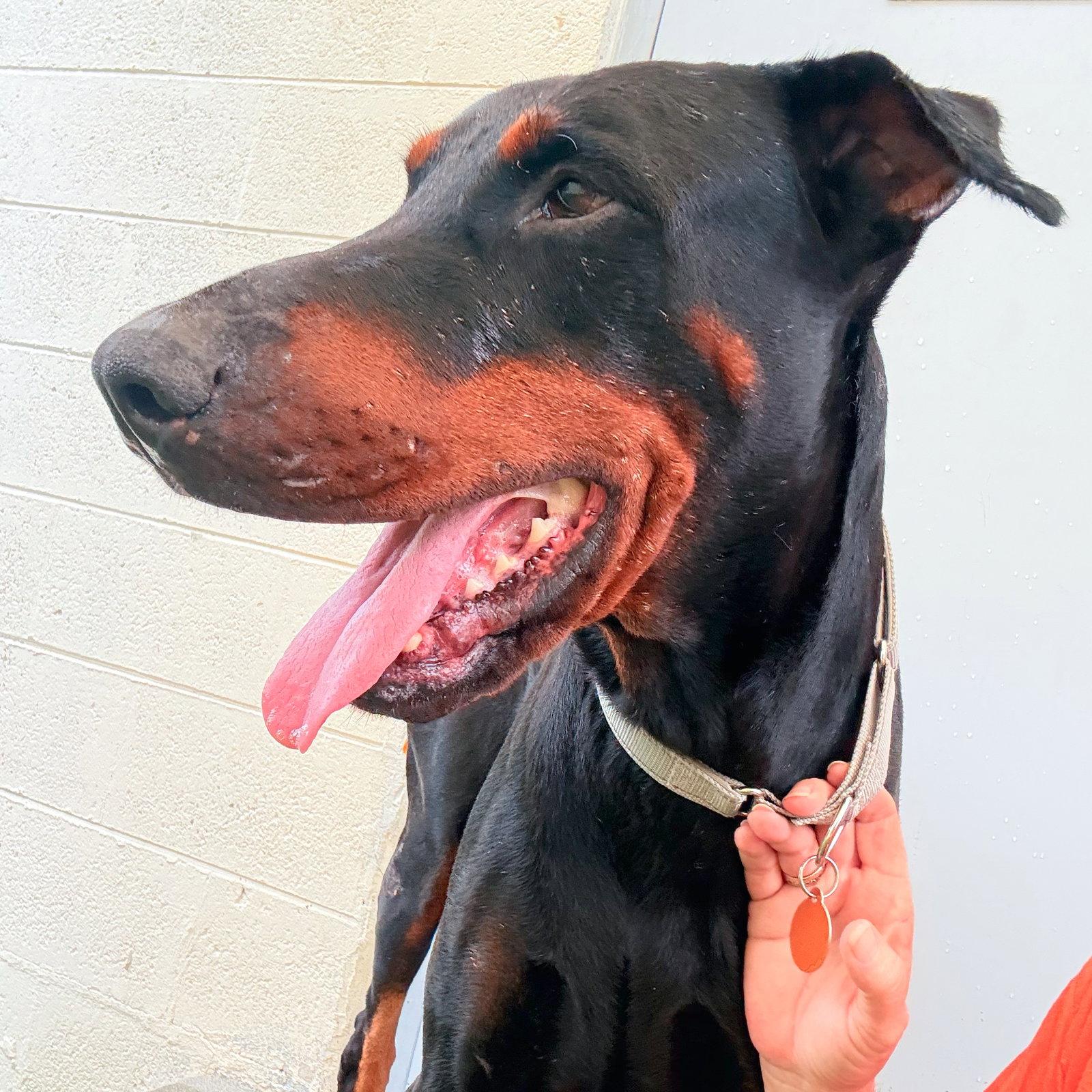 Enlarge Magnum 3593, a Adoptable Doberman Pinscher in Oakland Park, FL image 3/3