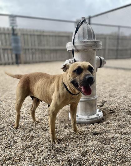 Enlarge ChaCha, a Adoptable mixed breed in Gray, LA image 2/2