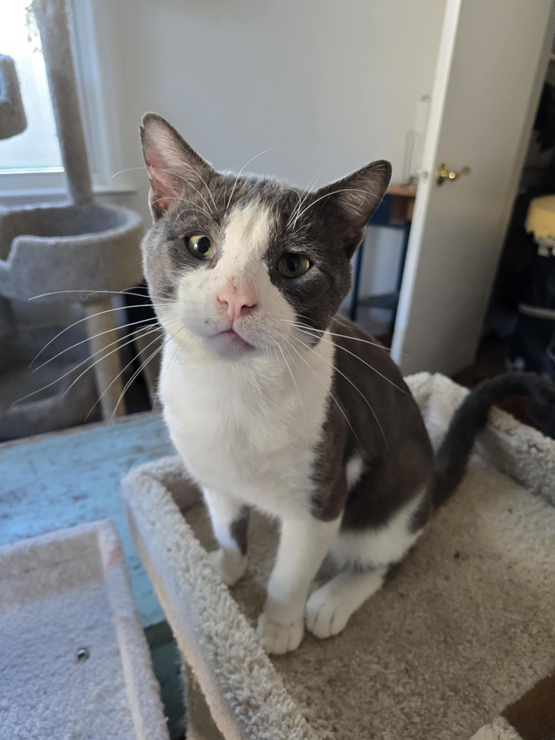 Clayton, Adult Male unknown