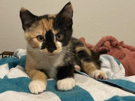 Dora, ADOPTABLE, Kitten Female Domestic Short Hair.