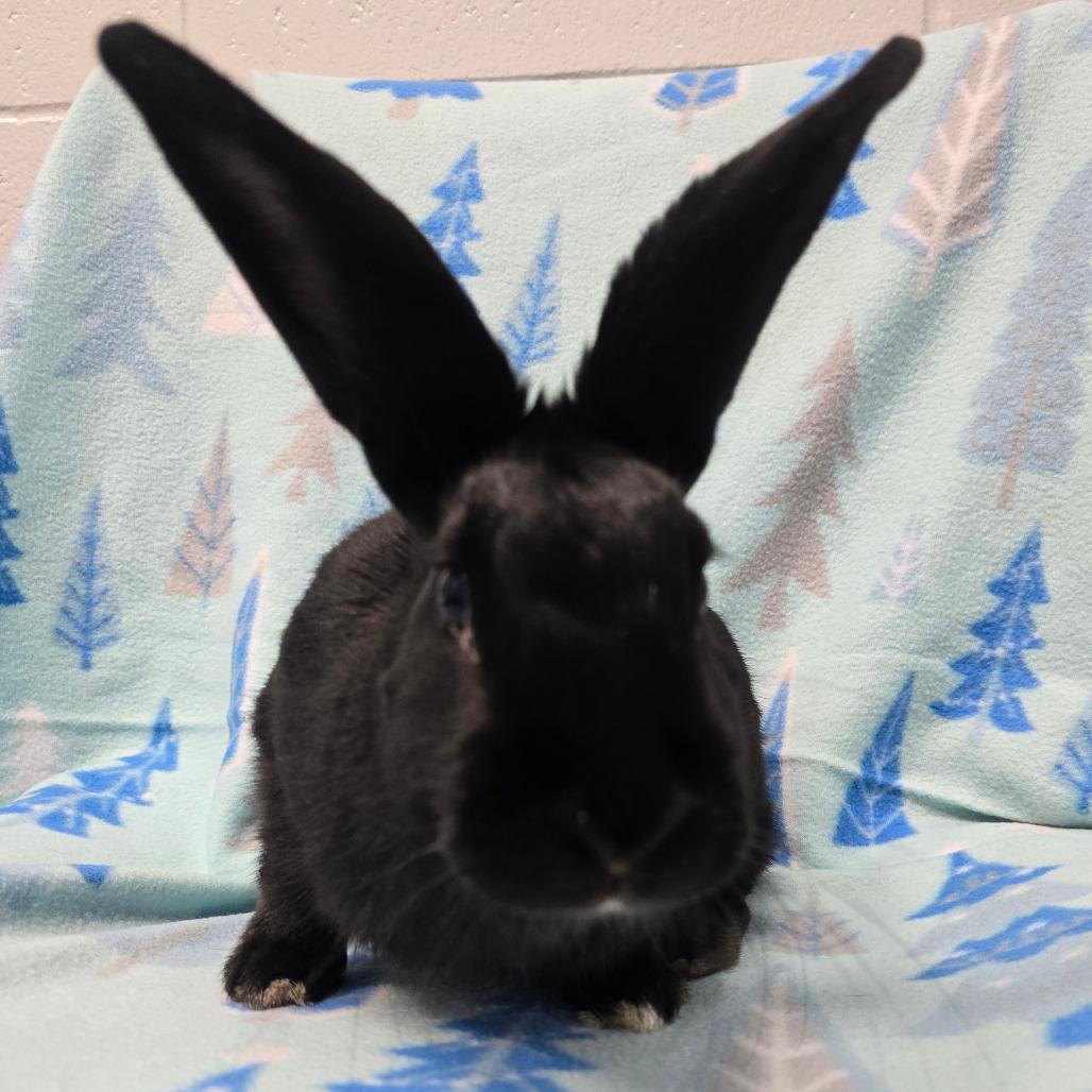 Enlarge Lil Miss, a Adoptable American in Evansville, IN image 1/6