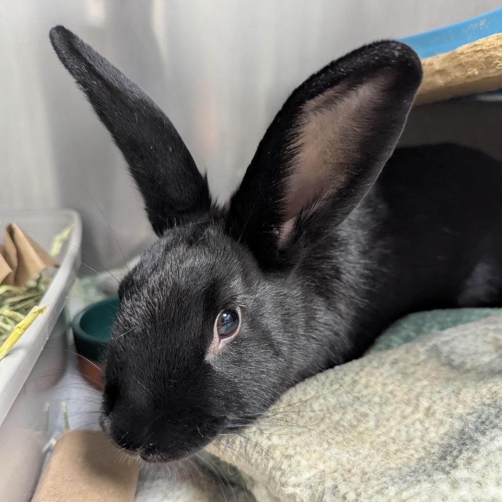 Enlarge Lil Miss, a Adoptable American in Evansville, IN image 2/6