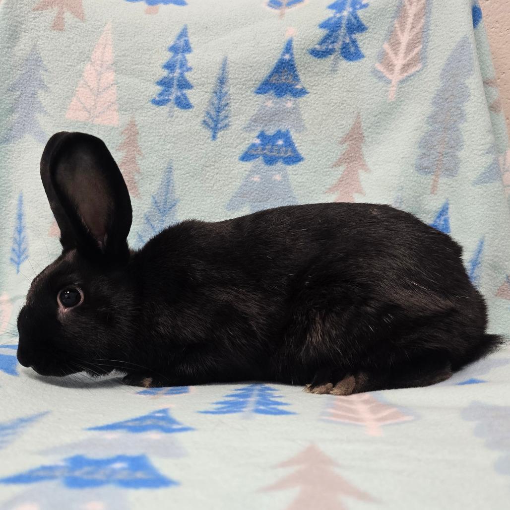 Enlarge Lil Miss, a Adoptable American in Evansville, IN image 3/6