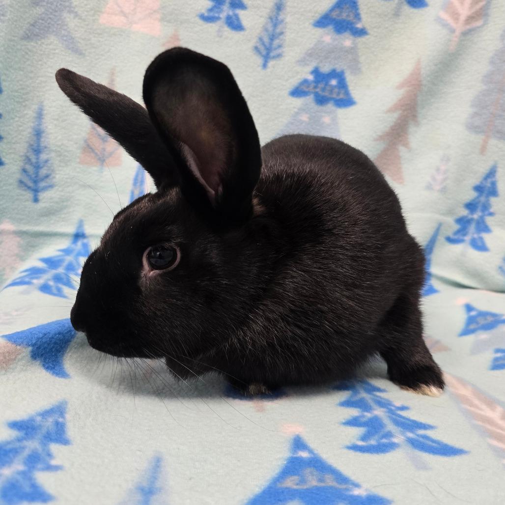 Enlarge Lil Miss, a Adoptable American in Evansville, IN image 4/6
