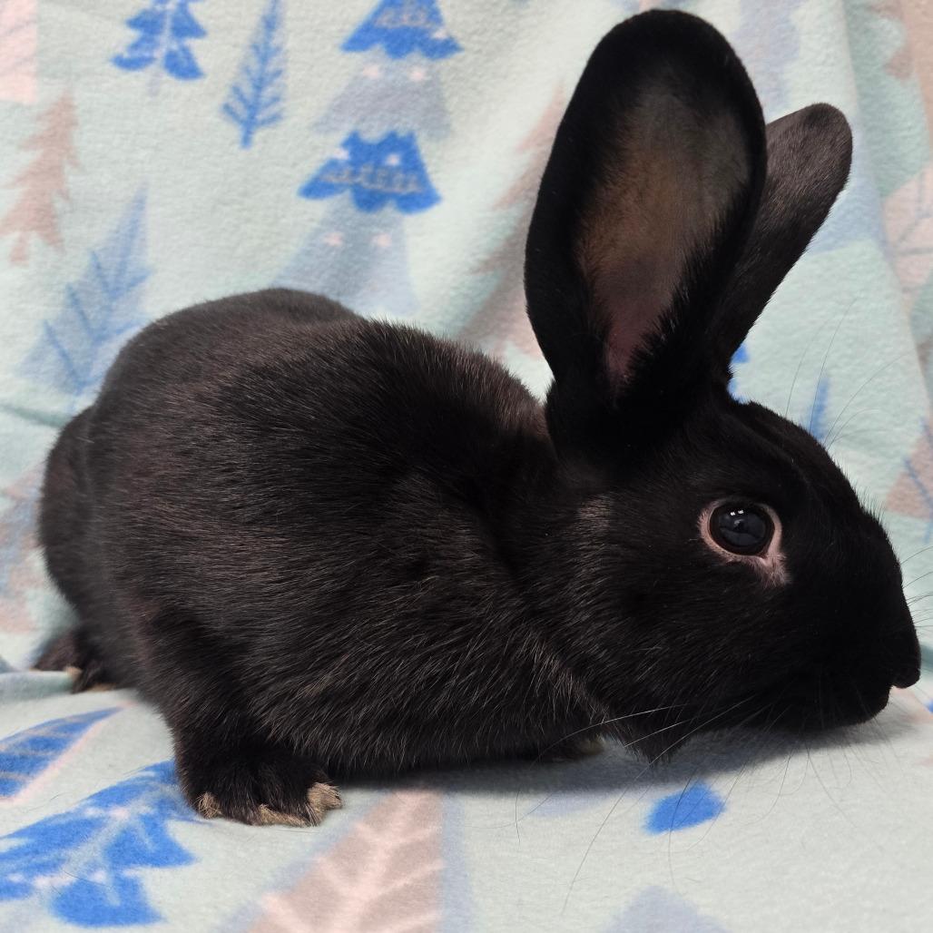 Enlarge Lil Miss, a Adoptable American in Evansville, IN image 5/6