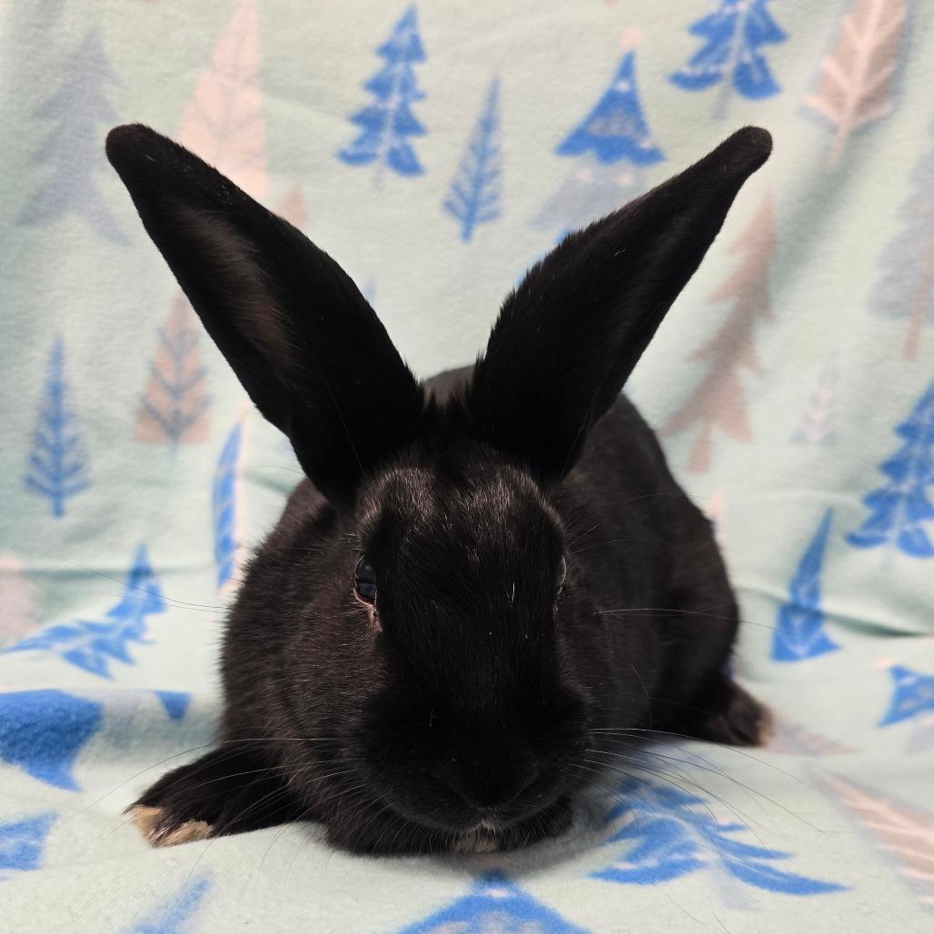 Enlarge Lil Miss, a Adoptable American in Evansville, IN image 6/6