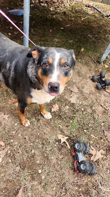 Enlarge Meryl - Needs Summer Lovin!, a Adoptable mixed breed in Woburn, MA image 2/6