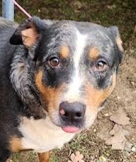 Meryl - Needs Summer Lovin!, Adoptable, Adult Male Catahoula Leopard Dog & Labrador Retriever.