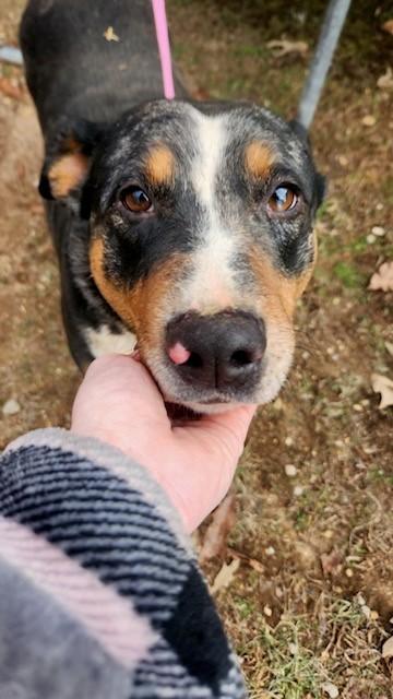 Enlarge Meryl - Needs Summer Lovin!, a Adoptable mixed breed in Woburn, MA image 6/6