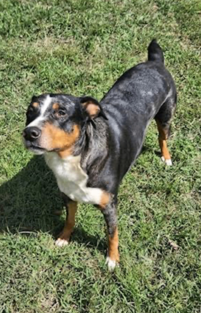 Enlarge Meryl - Needs Summer Lovin!, a Adoptable mixed breed in Woburn, MA image 3/6