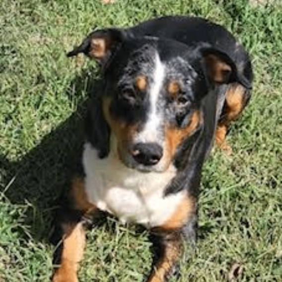 Enlarge Meryl - Needs Summer Lovin!, a Adoptable mixed breed in Woburn, MA image 4/6