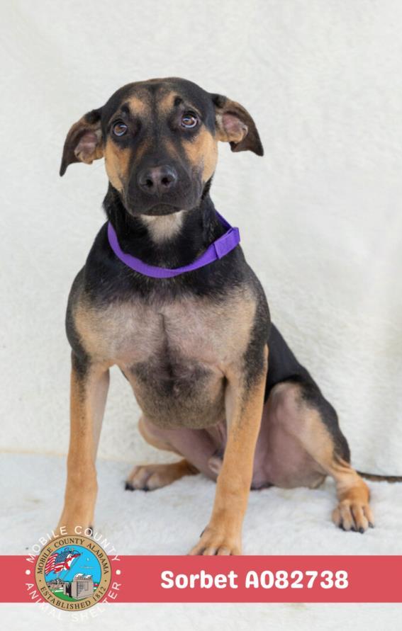 Enlarge SORBET, a Adoptable mixed breed in Mobile, AL image 1/1