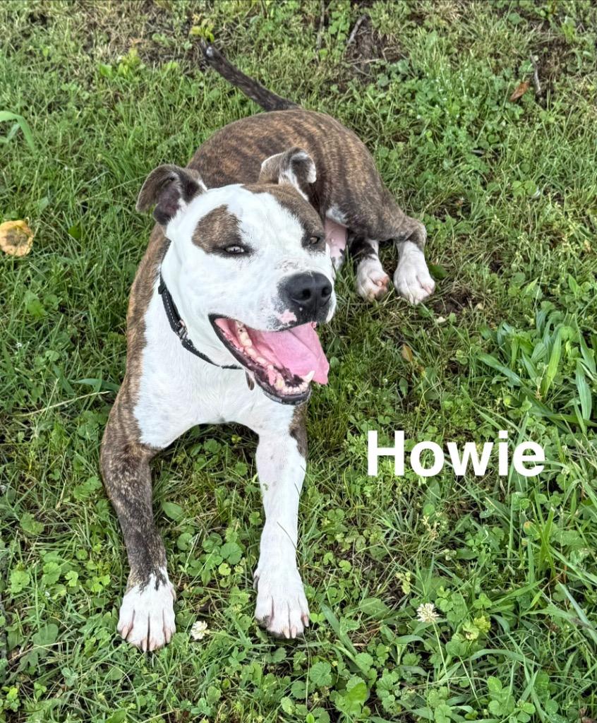 Howie, a Adoptable mixed breed in Camden, TN image 1/4