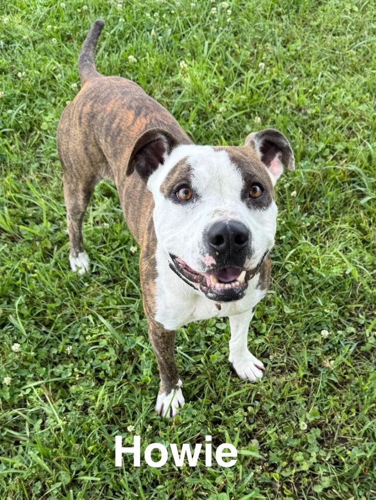 Howie, a Adoptable mixed breed in Camden, TN image 2/4