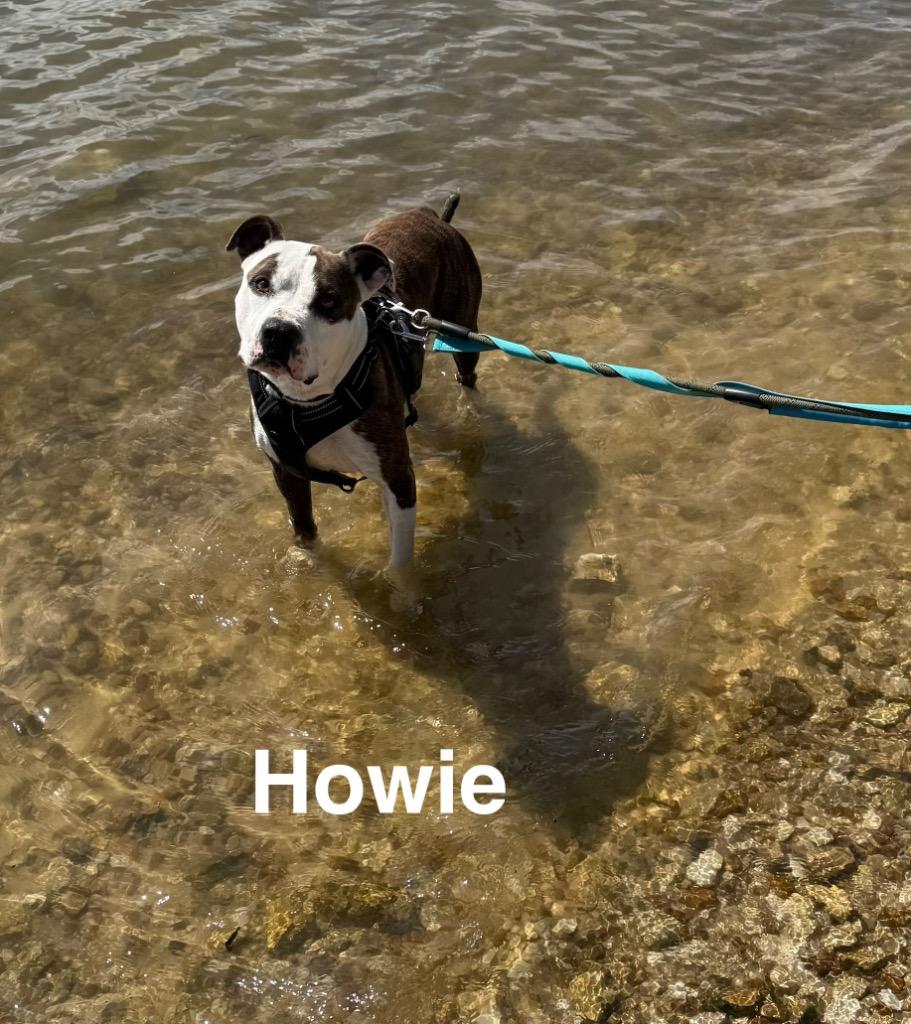 Howie, a Adoptable mixed breed in Camden, TN image 4/4