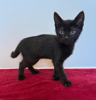 Enlarge Sriracha, an adopted Domestic Short Hair in Southern Pines, NC image 1/1